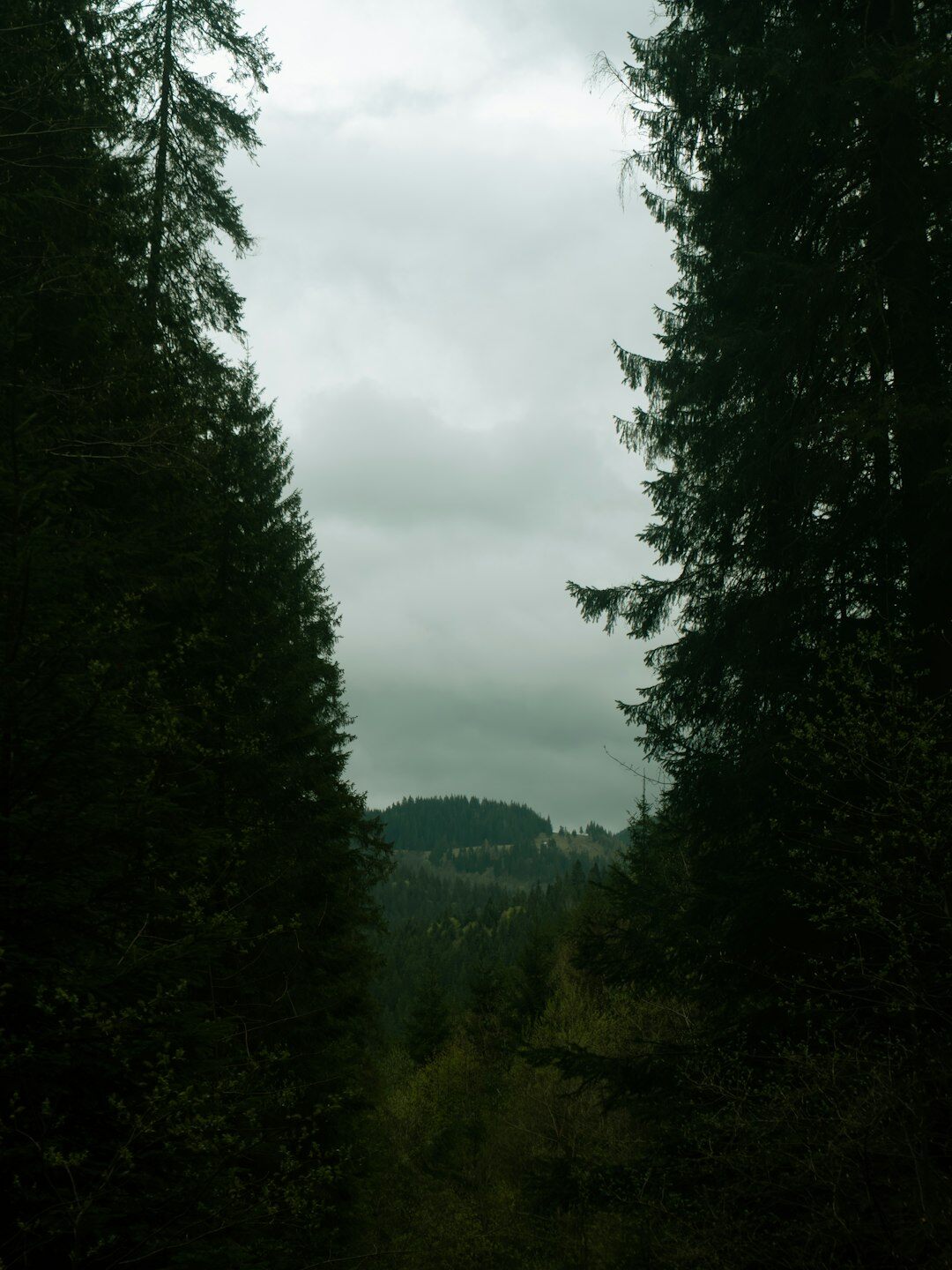 nature conservation forest